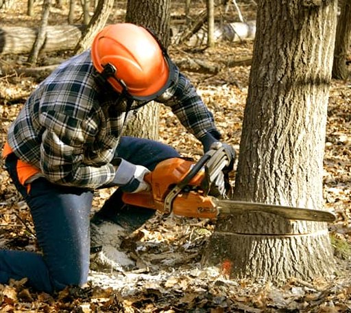 Tree Removal in Hudson, NH